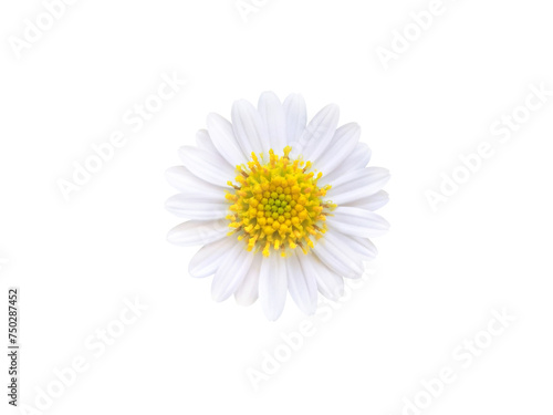 Beautiful white daisy isolated on white background