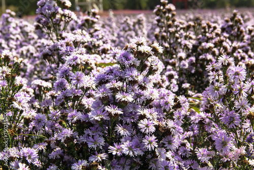 Blooming violet wild flowers