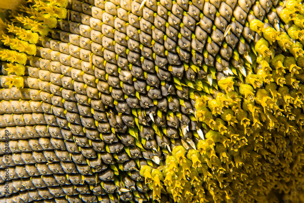 Close up sunflower details Close up sunflower details
