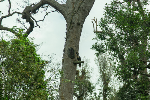 hornbill bird sculpture on big tree
