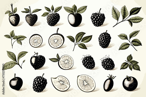 Apricot vector sketch set. Hand drawn fruit and sliced pieces. Summer food engraved style illustration. Detailed vegetarian sketch. Great for label, poster, print, menu