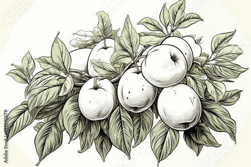 Apricot vector sketch set. Hand drawn fruit and sliced pieces. Summer food engraved style illustration. Detailed vegetarian sketch. Great for label, poster, print, menu