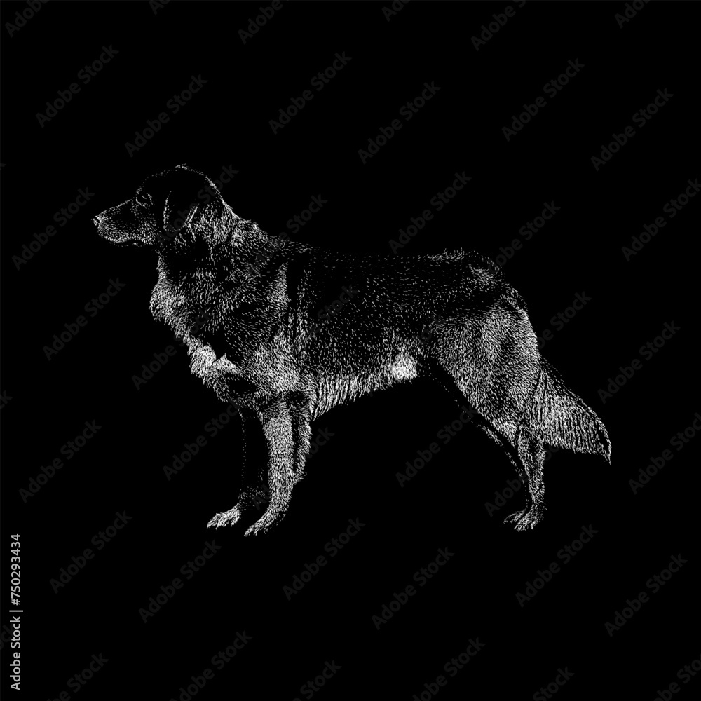 Nova Scotia Duck Tolling Retriever hand drawing vector isolated on black background. Nova Scotia Duck Tolling Retriever hand drawing vector isolated on black background.