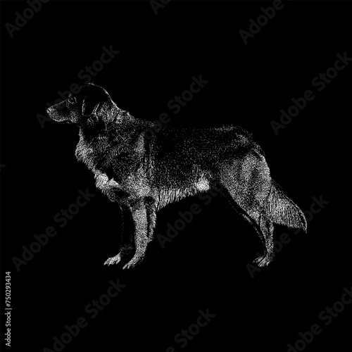 Nova Scotia Duck Tolling Retriever hand drawing vector isolated on black background.
