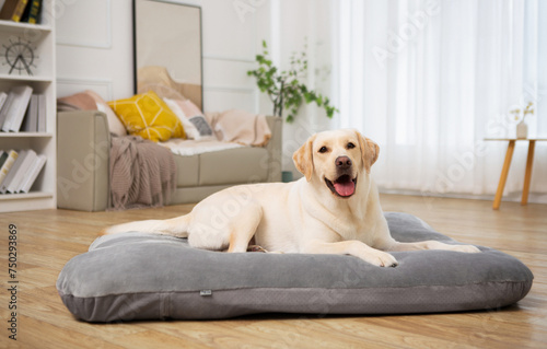 Labrador retriever lying on pet cushion indoors and smiling at camera, white room background