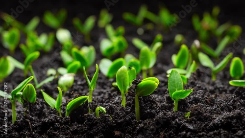 Growing plants in timelapse, Sprouts Germination, Seeds sprout through the soil, Newborn seeds, The birth of a new life in nature, Cutting a sprout through the ground