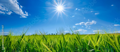 wheat field for healthy sustainable concept background
