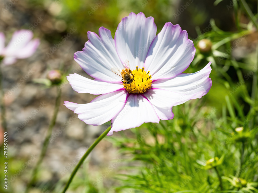 Spring single daisy flower and bee Spring single daisy flower and bee