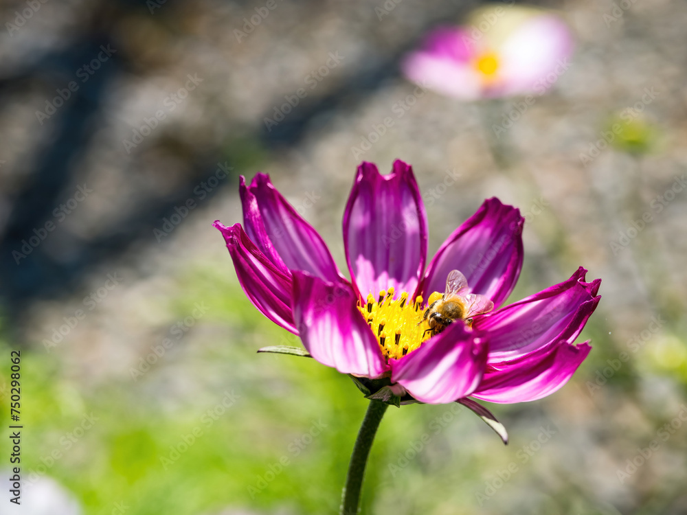 Spring single daisy flower and bee Spring single daisy flower and bee