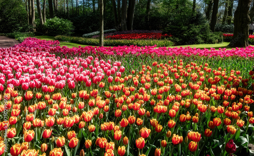 Tulips in Keukenhof, Netherlands Tulips in Keukenhof, Netherlands