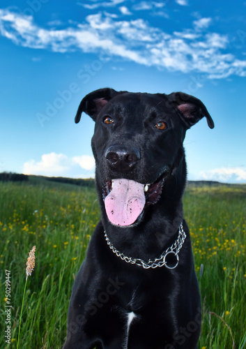 Black labrador retriever with his pink tongue hanging out  covered in dirt  on a spring evening near Potzbach  Germany.