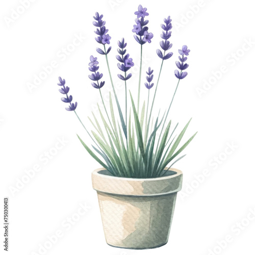 Potted Lavender Plant