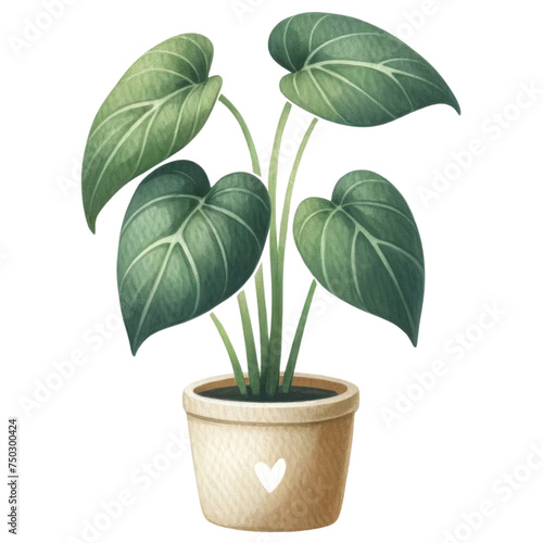 Potted Philodendron Plant