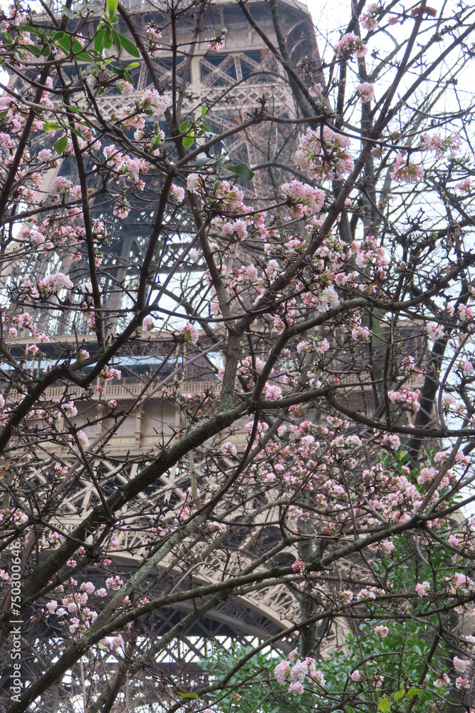 the eiffel tower in paris and flowering trees the eiffel tower in paris and flowering trees