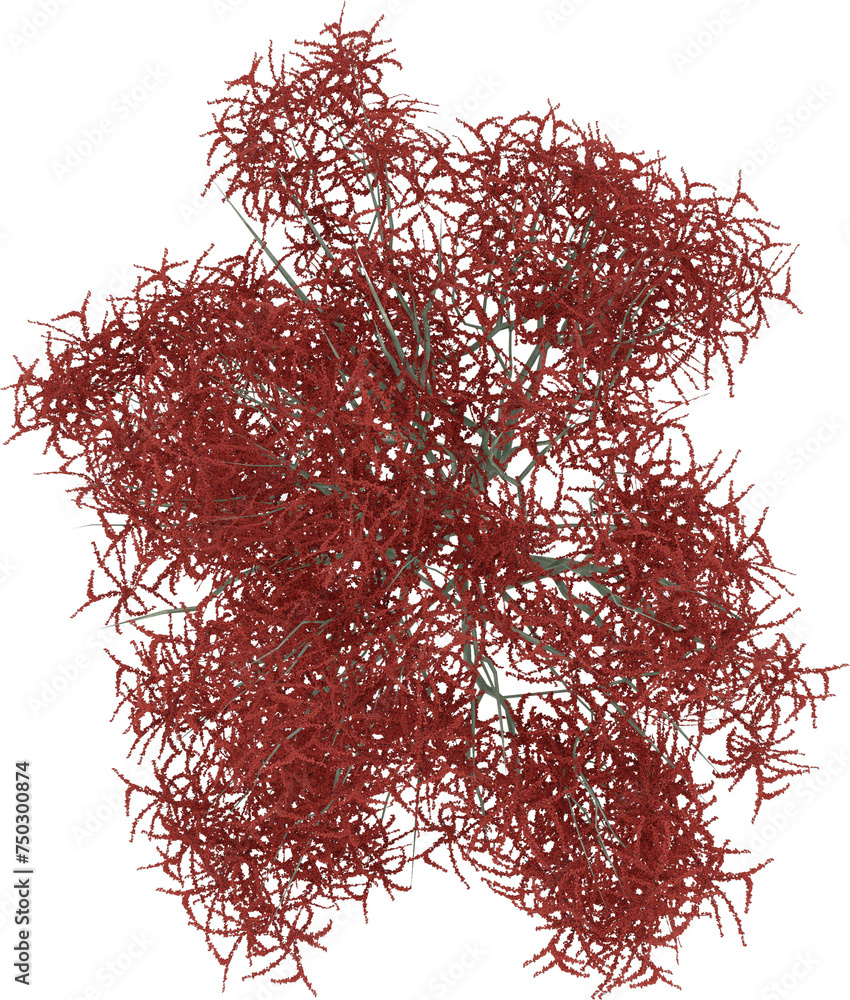 Naklejka premium High resolution Plant Top View with isolated background