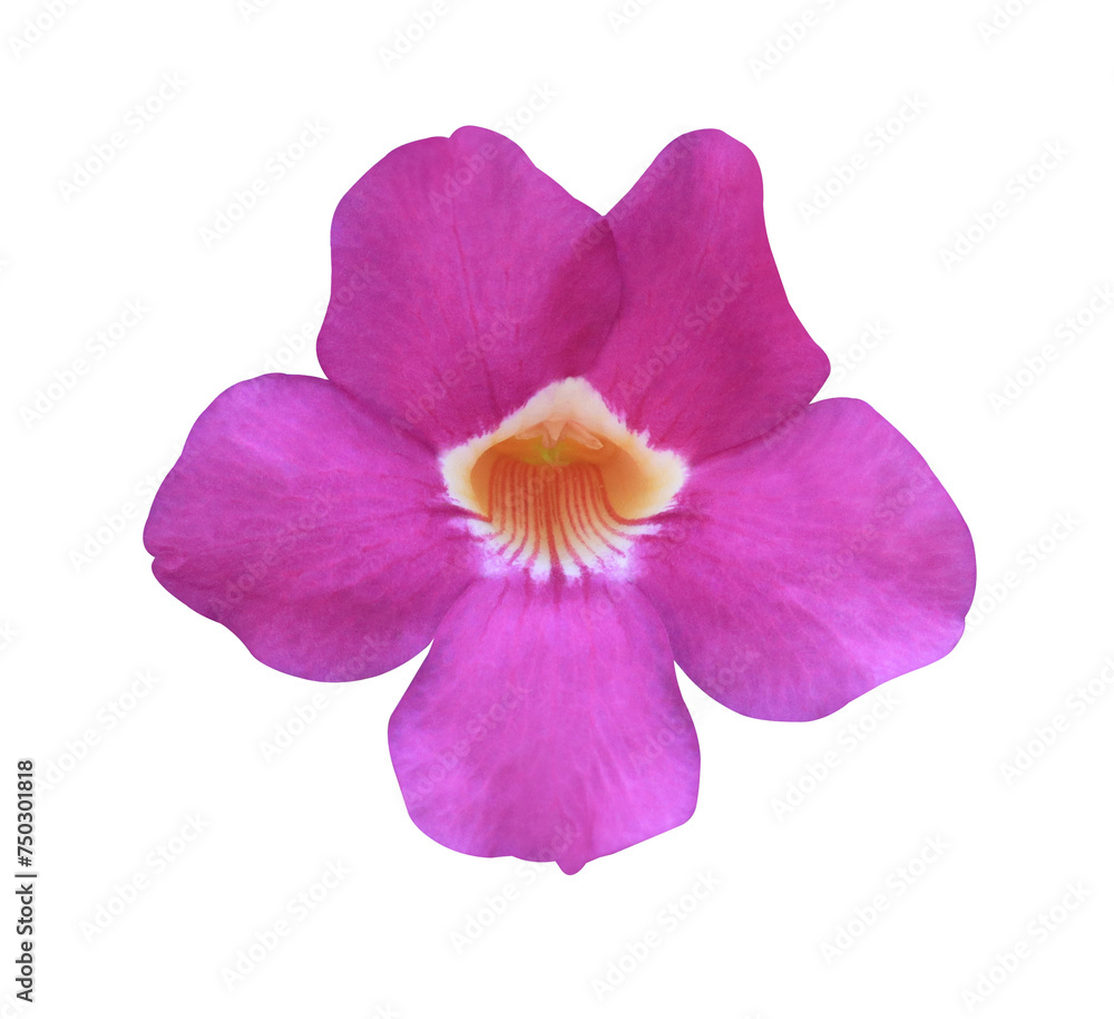 Thunbergia erecta or Bush clock vine flower. Close up pink-purple single flower isolated on white background.  