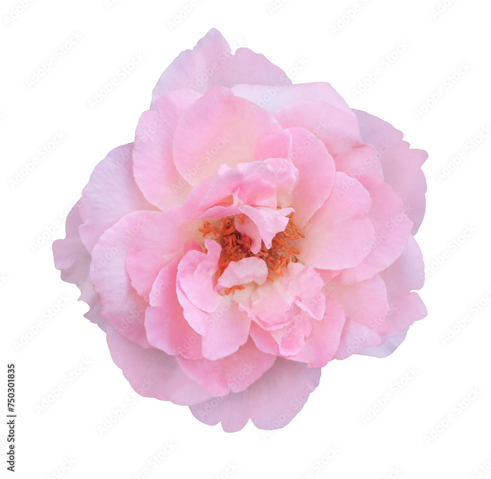 Rosa hybrid or Rose flower. Close up pink rose flower bouquet on green leaf isolated on transparent background.