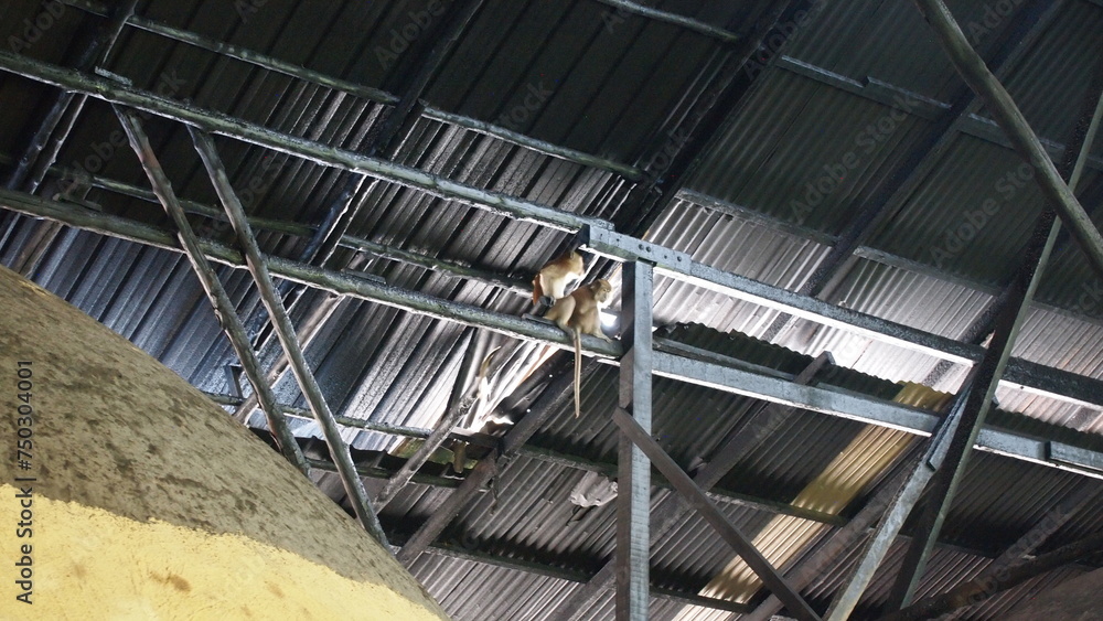 Two brown monkeys on the roof pillar hovering over the factory under the zinc roof Two brown monkeys on the roof pillar hovering over the factory under the zinc roof