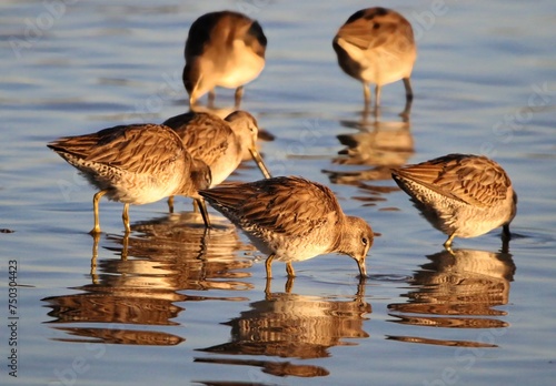 Group of Dowitcher Wading Birds photo