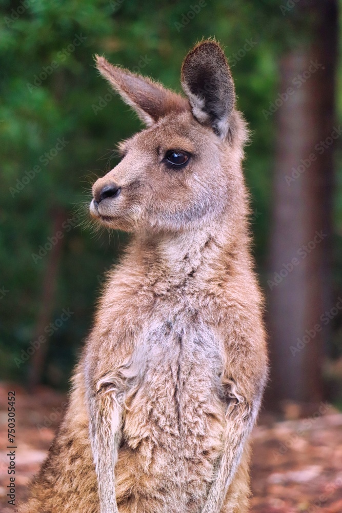 Fototapeta premium Port Arthur, Tasmania, Australia