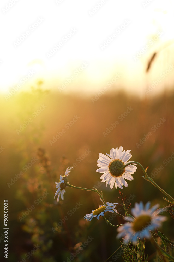 Gentle summer landscape with daisies on a sunny morning. Grass and flowers border art design. Nature. Environment concept.
