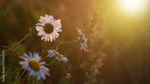 Gentle summer landscape with daisies on a sunny morning. Grass and flowers border art design. Nature. Environment concept.