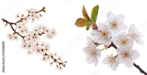 Delicate Cherry Blossom Branch, isolated background