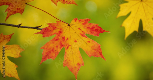 Nature's Transition Vibrant Red Maple Leaf Amidst Falling Foliage