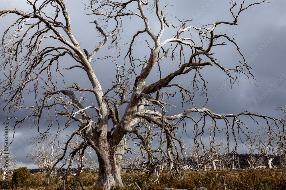 Decaying Bare Tree Trunks, Trees, Tasmania, Australia Decaying Bare Tree Trunks, Trees, Tasmania, Australia