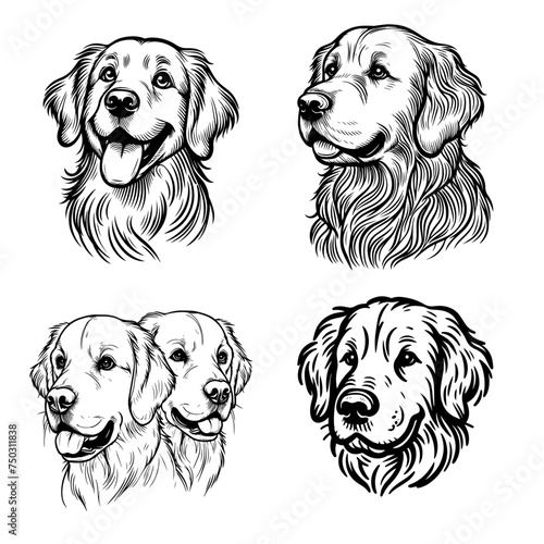 Set of Golden Retrievers