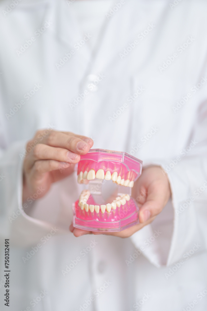 Dentist with tooth Anatomy model. Oral Teeth and disease, Scrape off