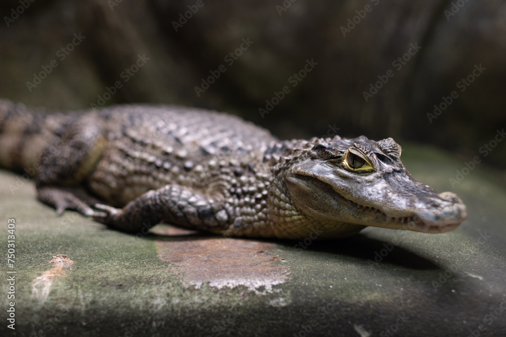 crocodile closeup eye, Alligator, Dangerous animal crocodile closeup eye, Alligator, Dangerous animal