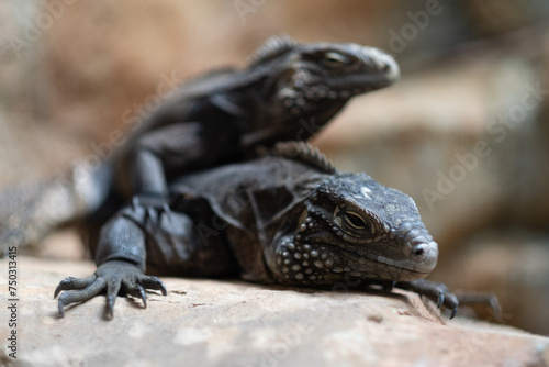  animal, lizard with blur background
