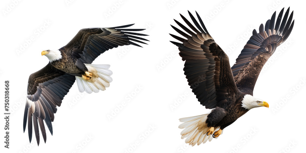 Obraz premium Powerful Bald Eagle in Flight