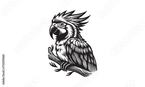 parrot vector image