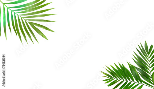 Palm leaves evergreen on transparent background