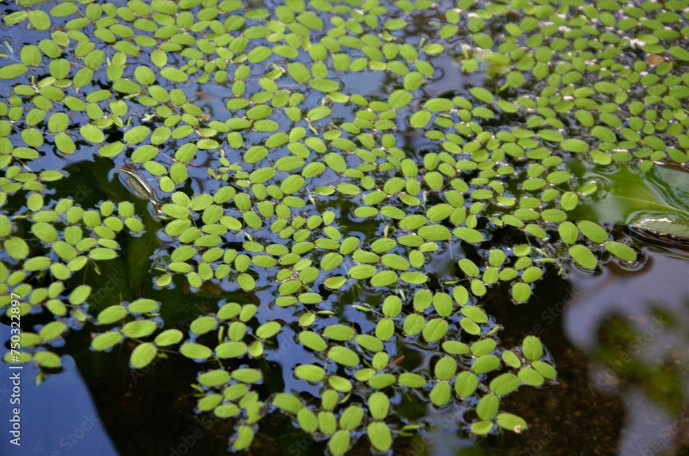 Aquatic plants duckweed floating on water Aquatic plants duckweed floating on water
