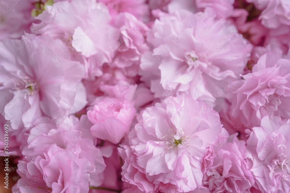 八重桜、牡丹桜(関山) 春の背景素材