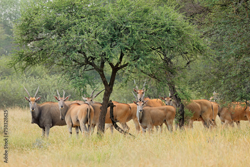 Eland antelopes (Tragelaphus oryx) herd in savannah landscape, South Africa.