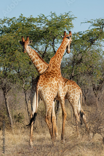 Two giraffes (Giraffa camelopardalis) standing in natural habitat, South Africa.