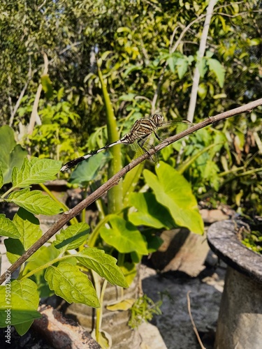 frog in the pond