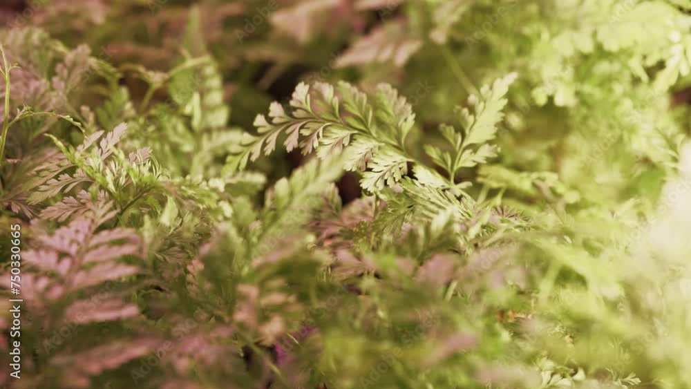 Strong airflow blowing fern plant leaves in the grow tray Strong airflow blowing fern plant leaves in the grow tray