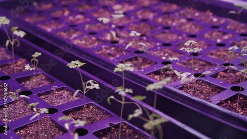 Close-up shot of seedlings in growing trays under a protective cover photo