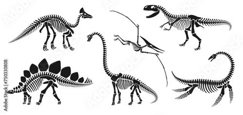 Isolated dinosaur skeleton fossil, dino bones. Vector reptile animal silhouettes. brachiosaurus, stegosaurus, olorotitan, tyrannosaur or trex, elasmosaurus and pterodactyl ancient reptilian remnants photo