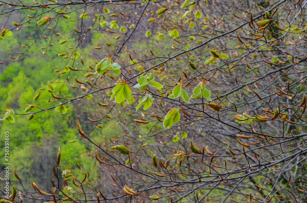 oriental beech (Fagus orientalis) fresh leaves and buds closeup (Yalova, Turkiye) 