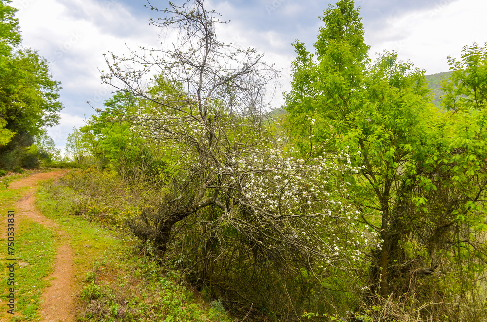trail in Yesil Vadi spring forest on Yalova Peninsula (Uvezpinar, Turkiye) trail in Yesil Vadi spring forest on Yalova Peninsula (Uvezpinar, Turkiye)