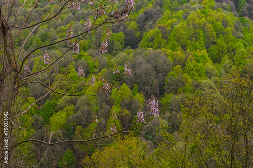 blooming Paulownia trees in spring forest on Yalova Peninsula (Uvezpinar, Turkiye)