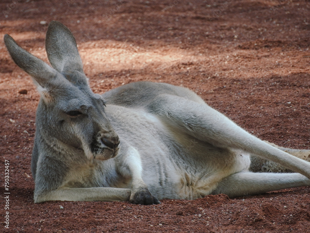 Relaxed kangaroo lying on the ground