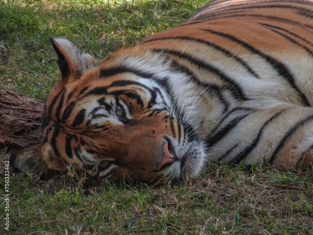 Tiger lying on the grass enjoying the shade that nature provides