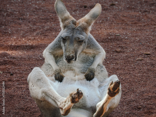 Little kangaroo looking at her pouch